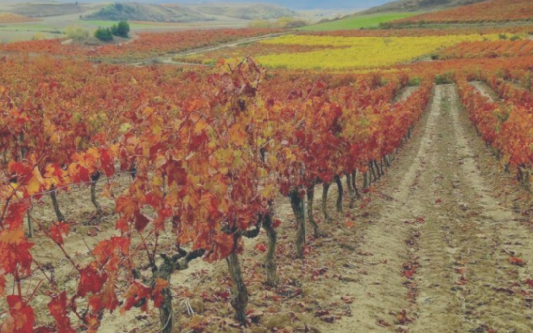 Cómo afecta el clima de La Rioja a la salud de tus dientes